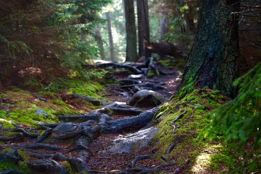 Monhegan Island Cathedral Woods trail photo by Ludella Hahn